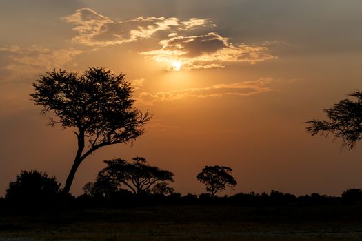 African sunset with tree in front, Hwange national park, Matabeleland, North Zimbabwe