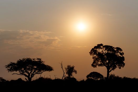 African sunset with tree in front, Hwange national park, Matabeleland, North Zimbabwe