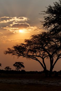 African sunset with tree in front, Hwange national park, Matabeleland, North Zimbabwe