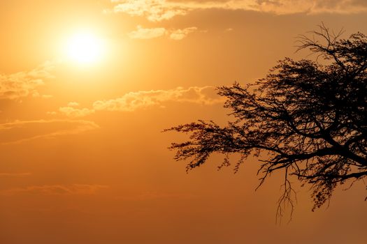 African sunset with tree in front, Hwange national park, Matabeleland, North Zimbabwe