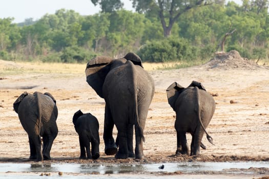 herd of African elephants drinking at a muddy waterhole, Etosha national Park, Ombika, Kunene, Namibia. True wildlife photography