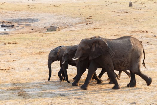 herd of African elephants drinking at a muddy waterhole, botswana, hwankee. True wildlife photography