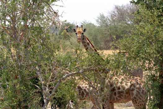 majestic Giraffa camelopardalis in national park, Hwankee, Botswana
