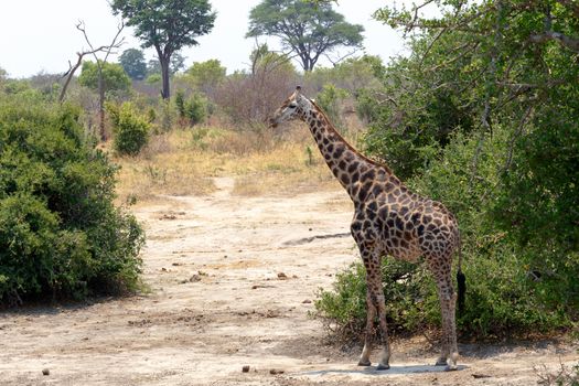 majestic Giraffa camelopardalis in national park, Hwankee, Botswana