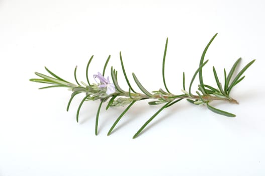 Rosemary on a white surface