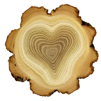 Modified photo of growth rings of acacia tree - cross section
