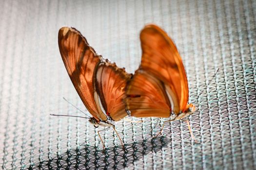 Two colorful Julia Heliconian Dryas Julia butterfly mating.