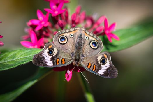 A colorful Common Buckeye Junonia Coenia butterfly.