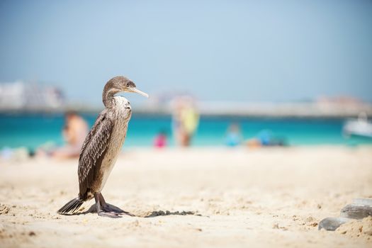 Cormoran bird resting on the sunny beach