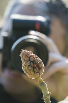 Magnolia grandiflora tree fruit with orange seeds photographed by a man