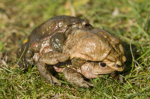 Mating of toads, Bufo, on green grass