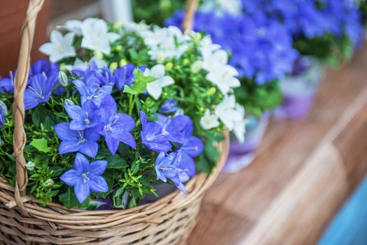 blue flowers at garden in sunny day