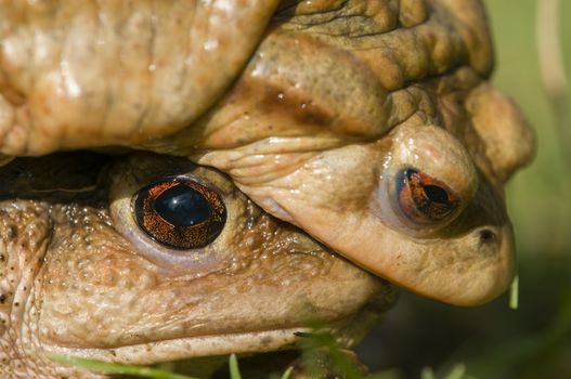 Mating of toads, Bufo, on green grass