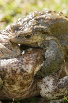Mating of toads, Bufo, on green grass