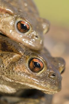 Mating of toads, Bufo, on green grass