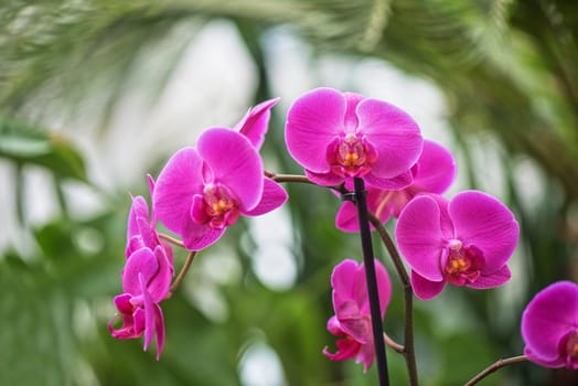 pink orchids at botanical garden