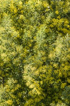 Yellow flowers and green leaves of  silver wattle, blue wattle, mimosa