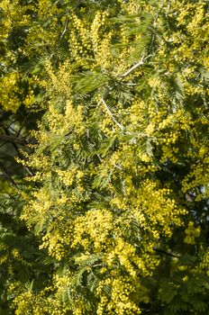 Yellow flowers and green leaves of  silver wattle, blue wattle, mimosa
