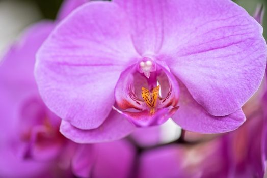 pink orchids at botanical garden