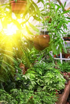 many green at garden in sunny day