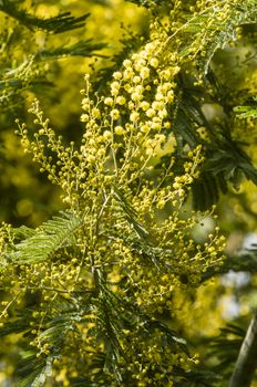 Yellow flowers and green leaves of  silver wattle, blue wattle, mimosa