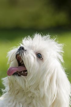 maltese dog close up with tongue out and happy face