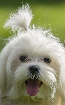 maltese dog close up with tongue out and happy face