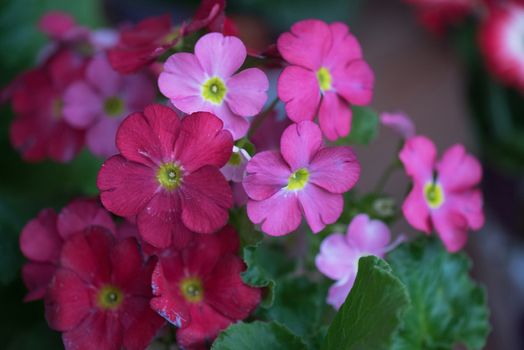 many flowers at garden in sunny day