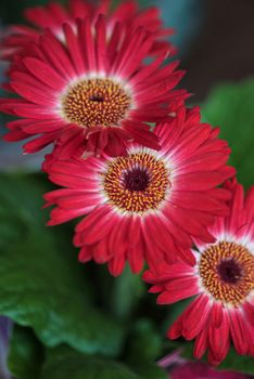 flowers at garden in sunny day