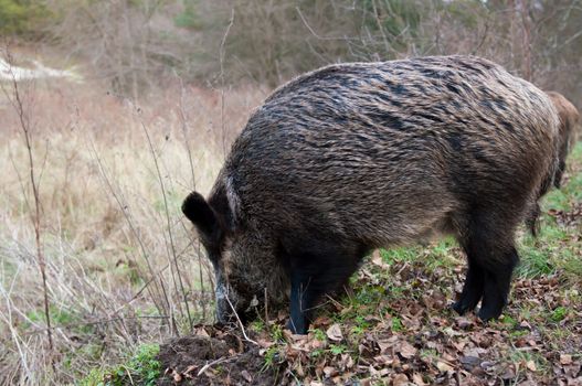 Wild pigs in the national park the Curonian Spit. Russian. Kaliningrad Oblast.
