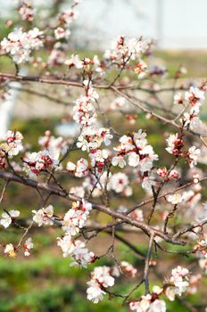 Beautiful flowering Japanese cherry - Sakura. Blue sky background  Background with flowers on a spring day.