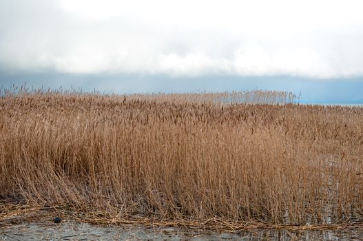 Landscape of lake and reeds. Nature of the fall season.