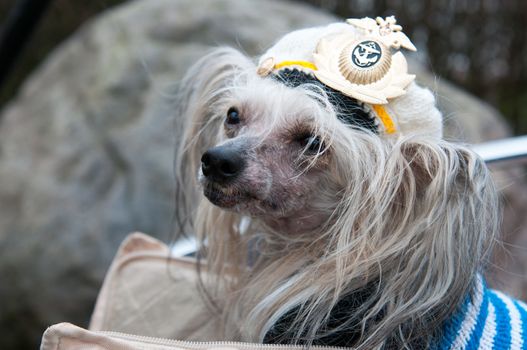 Groomed Chinese Crested Dog  - Powderpuff, three years month old.