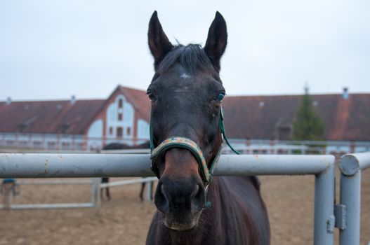 Thoroughbred horse at a walk. Ranch in Chernyakhovsk. Kaliningrad region.