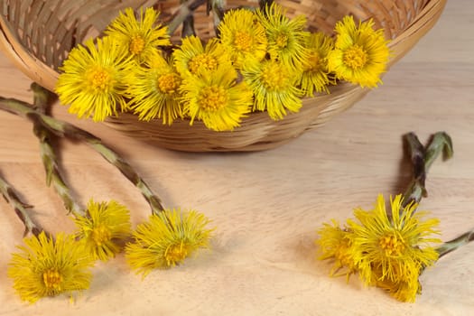 Coltsfoot 