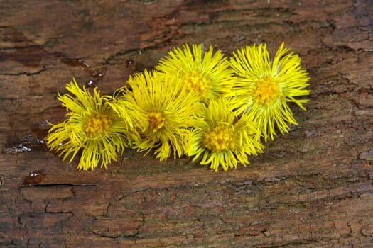 Coltsfoot 