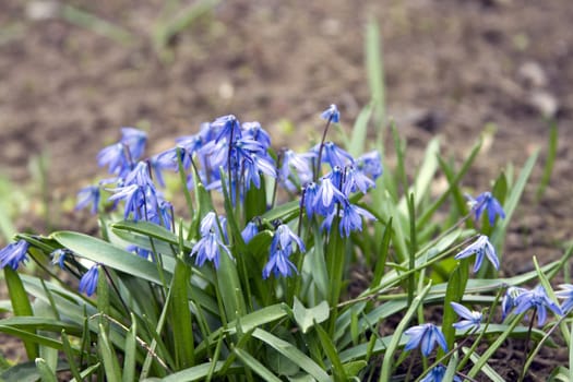 Beautiful flowers bluebell or Scylla grow in the meadow.