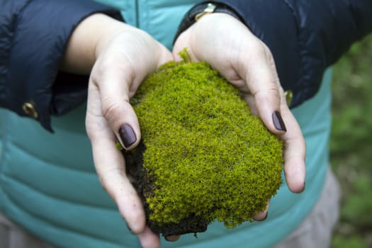 Beautiful female hands holding a fresh green forest moss.