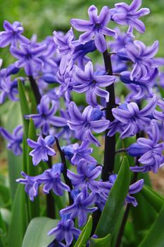 Purple hyacinths (hyacinthus) is one of the first beautiful spring flowers can use as background