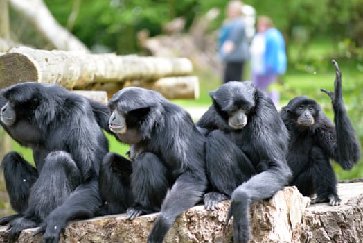 Siamang Gibbon family relaxing in fota wildlife park near cobh county cork ireland