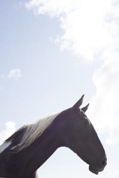 single horse in a field with bright blue skies in county kerry ireland