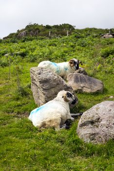 sheep in rocks on the kerry way in wild atlantic way