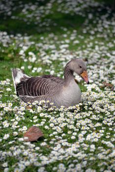 single duck among daisies in fota wildlife park near cobh county cork ireland