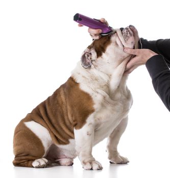 dog grooming - english bulldog getting groomed on white background