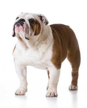 bulldog standing looking up on white background