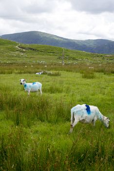 sheep on the kerry way in irelands wild atlantic way