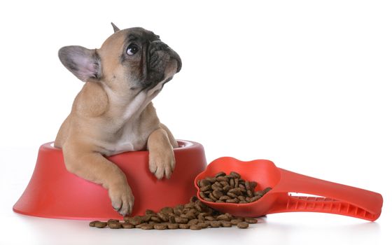 puppy nutrition - french bulldog inside a dog bowl on white background