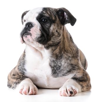 cute puppy - bulldog puppy female laying down on white background