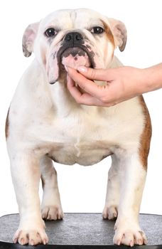 bulldog stacked on table on white background - 8 months old