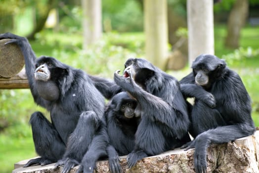 Siamang Gibbon family relaxing in fota wildlife park near cobh county cork ireland